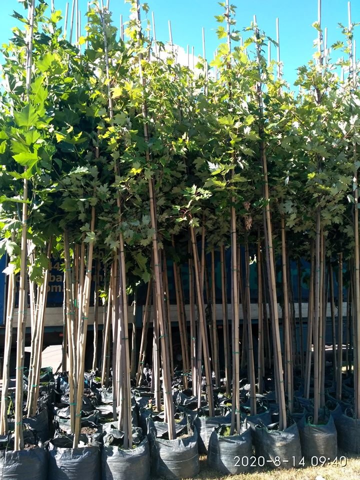 В Чернігові висадять 120 саджанців витривалих дерев