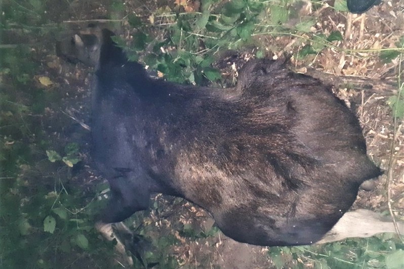 На Чернігівщині мисливці вбили молодого червонокнижного лося