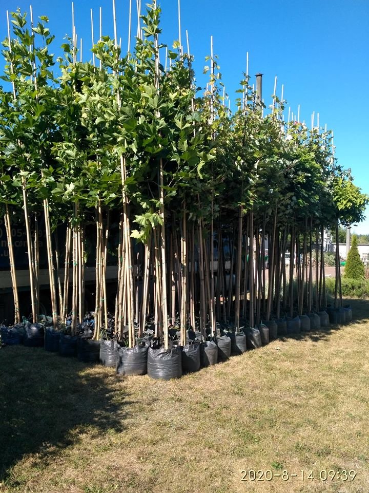 В Чернігові висадять 120 саджанців витривалих дерев
