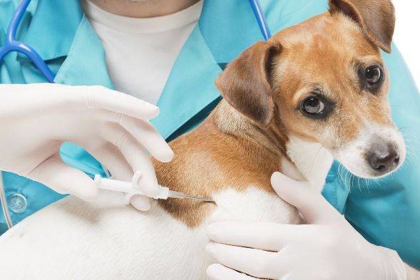 Від початку року в Городнянському районі від сказу безкоштовно вакциновано понад 7200 домашніх тварин