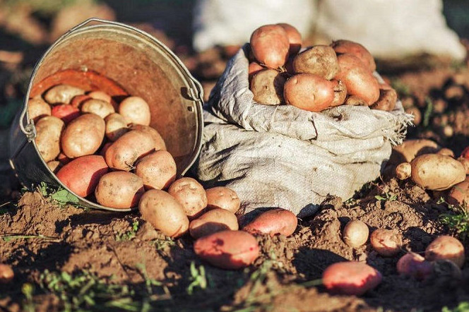 Скільки можна заробити на картоплі: чи вигідний «бізнес» на городі