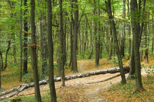 Лісова галузь Чернігівщини у цифрах