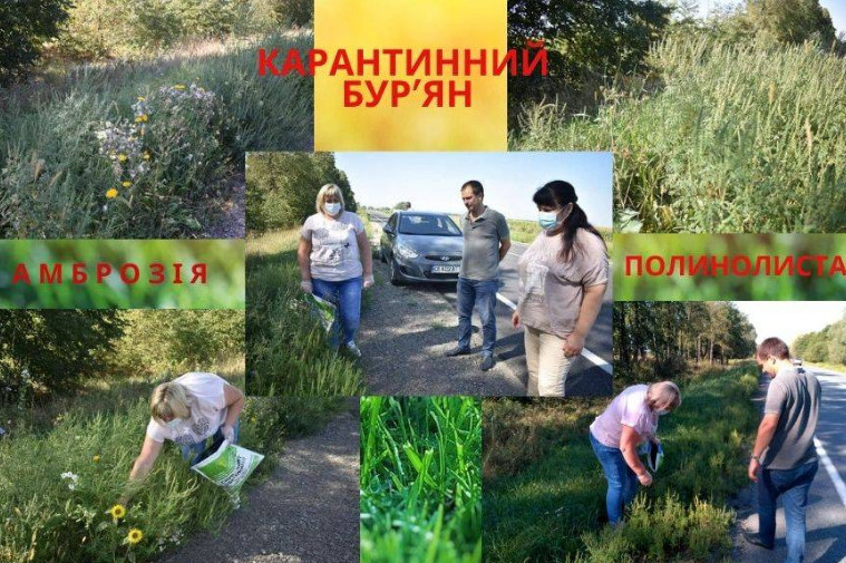 Небезпека на узбіччях доріг Чернігівщини: дорожники знищуватимуть карантинний бур’ян