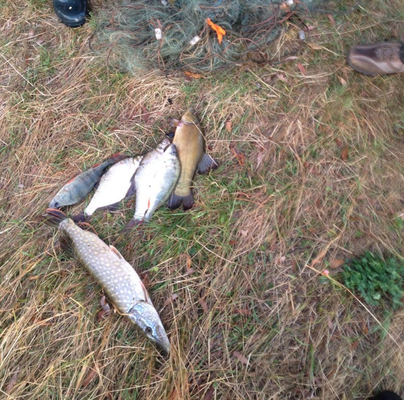 На Чернігівщині рибалка і мисливці порушили законодавство