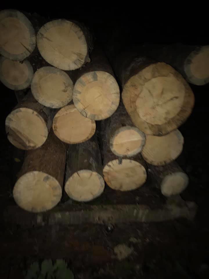 Пиляли дерева в заповіднику: на Чернігівщині виявили чорних лісорубів