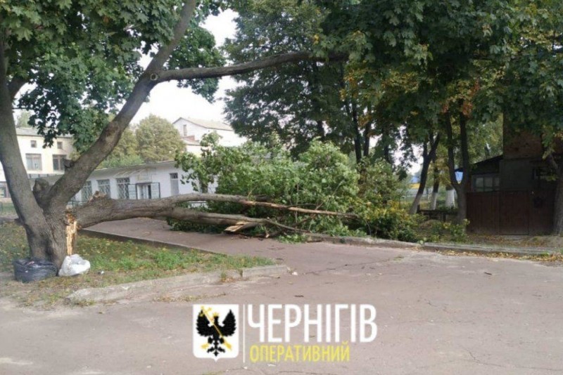 Через сильний буревій у Чернігові впало дерево (Фотофакт)