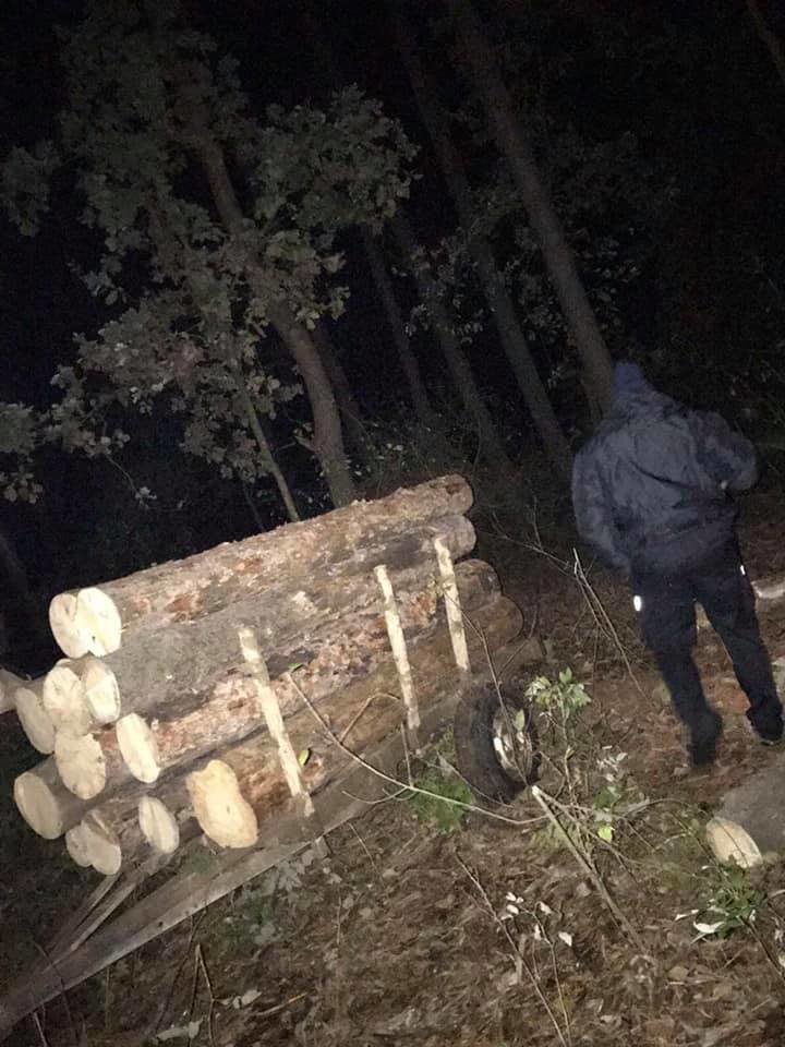Пиляли дерева в заповіднику: на Чернігівщині виявили чорних лісорубів
