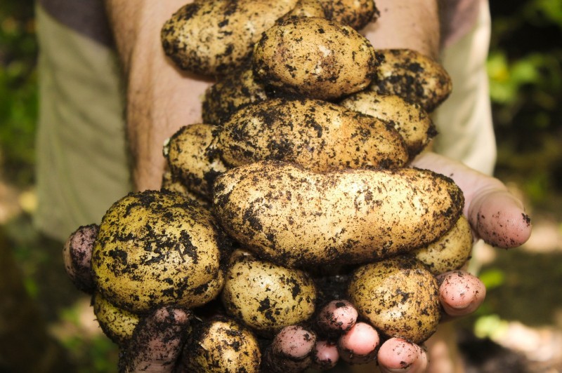 Картопляні продажі: скільки на Чернігівщині заробляють на бульбі