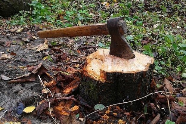 Прокурор вимагає відшкодувати 100 тисяч гривень за незаконну порубку дерев