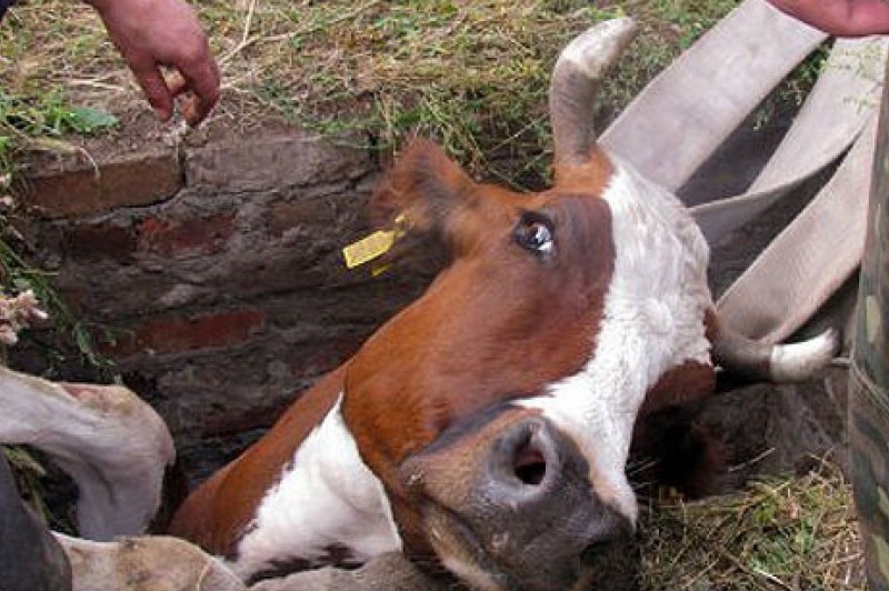 У Менському районі корова впала до каналізаційної ями