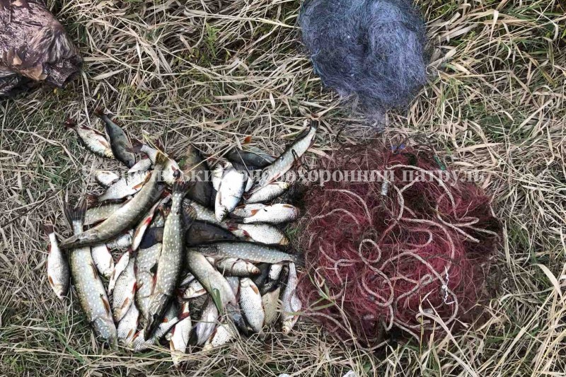 На Козелеччині рибпатрулем викрито браконьєрів з 9 кг незаконно добутої риби