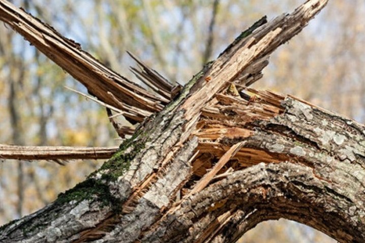 У Чернігівській області на дорогу впало дерево