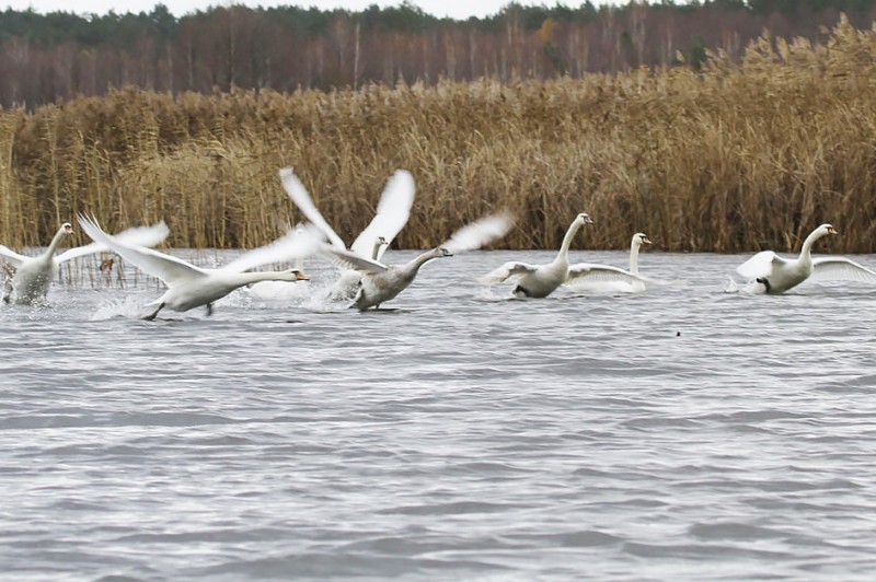 У грудні на Чернігівщині стартує акція «Нагодуємо птахів узимку»