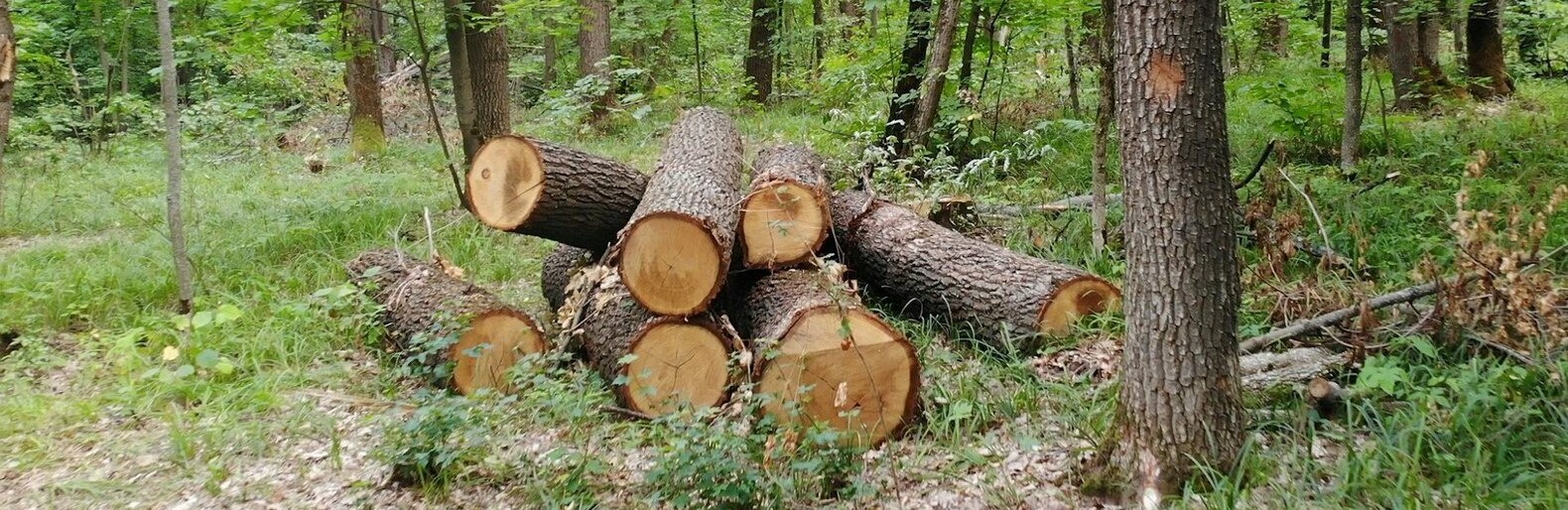 Лісник з Чернігівської області замість захисту дерев, торгував ними
