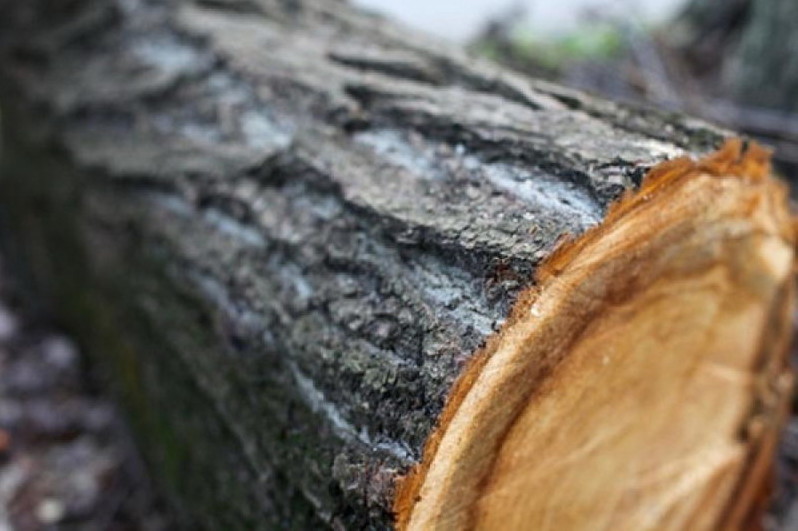 «Чорний лісоруб» заплатив більше 11 тисяч гривень за вирубку дерев на Чернігівщині