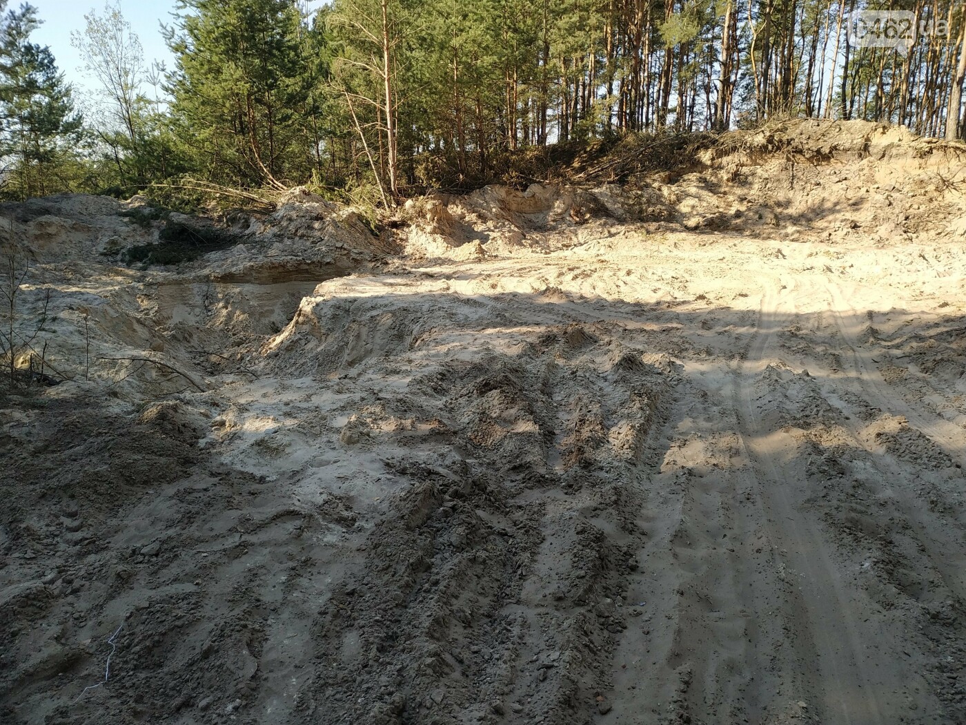 Розкрадають природні ресурси. У Чернігівській області незаконно рубали дерева і добували пісок