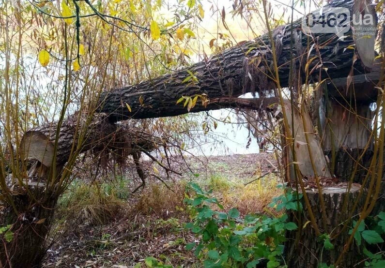 Розкрадають природні ресурси. У Чернігівській області незаконно рубали дерева і добували пісок