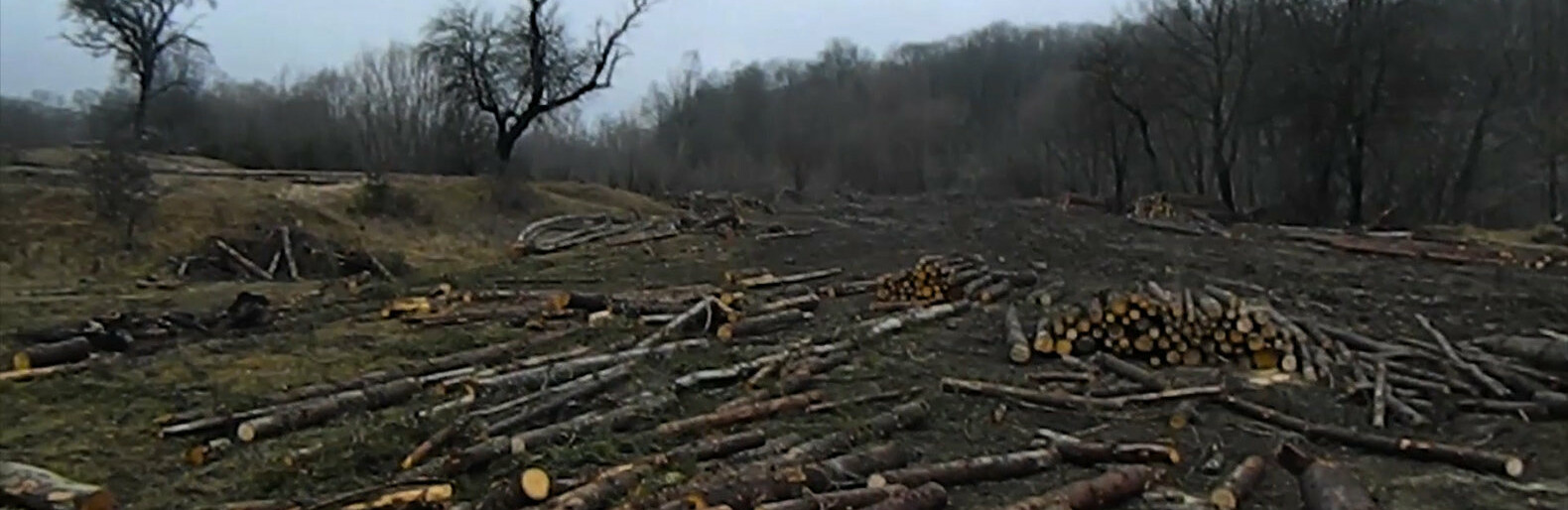 Бо не вберегли: через незаконні вирубки на Чернігівщині оштрафували лісгосп