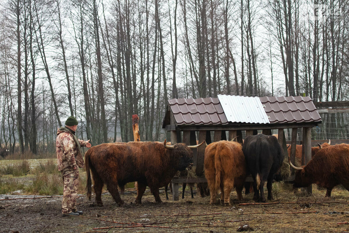 Муфлони, африканські буйволи та лами. Чернігівська область запрошує на фотополювання