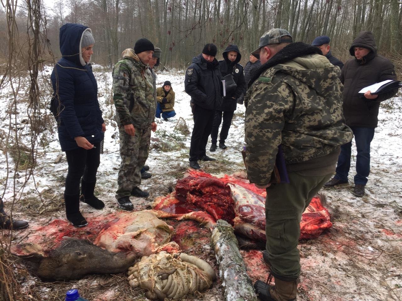 На Чернігівщині знову вбили червонокнижну тварину (18+)