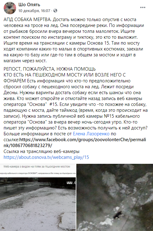 Розбилась на смерть: чернігівська поліція шукає винних у загибелі собаки на Десні