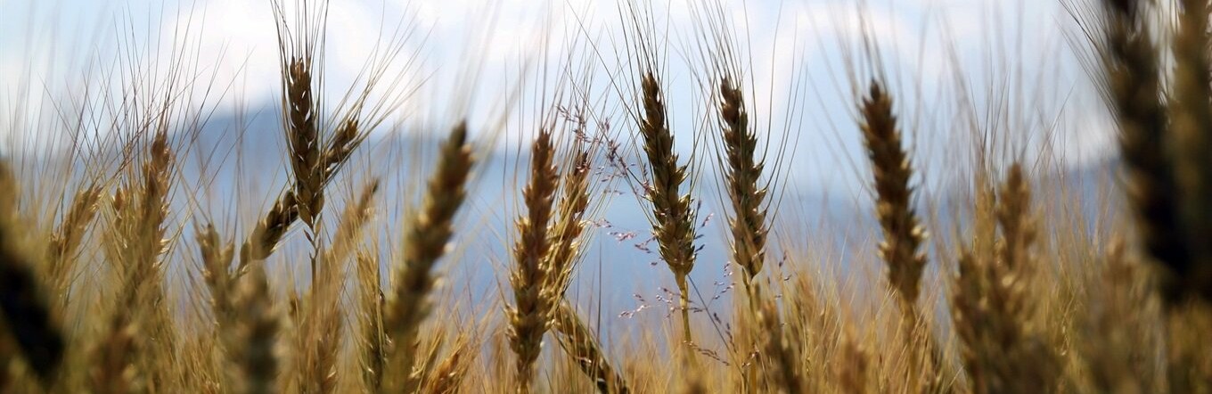 Перевершили самі себе: аграрії Чернігівщини знову встановили історичний рекорд збору зернових