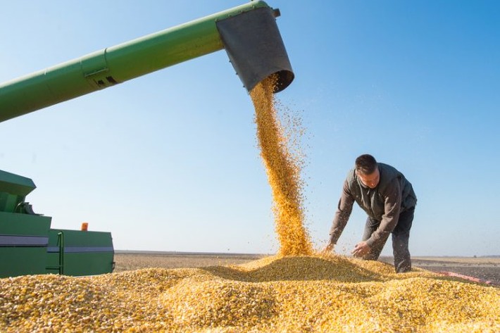 На Чернігівщині зібрано рекордний врожай зернових
