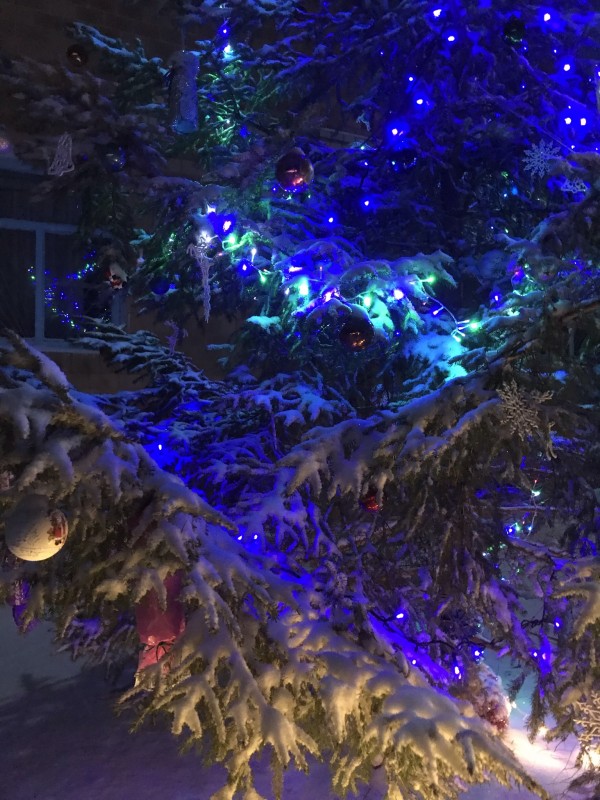 Новорічна феєрія в Кучинівці: лісова красуня, різдвяний олень та святкова експозиція (Фото)