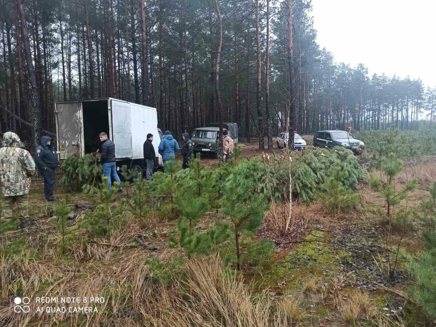 Кримінал з ароматом хвої: майже тисячу сосон незаконно зрубали на Чернігівщині