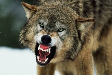 На півночі Чернігівщини вовки нападають на людей
