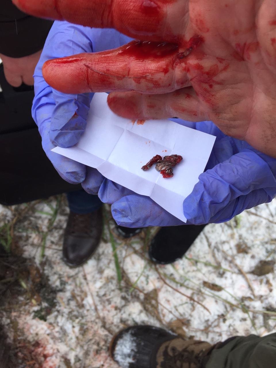 На Чернігівщині знову вбили червонокнижну тварину (18+)