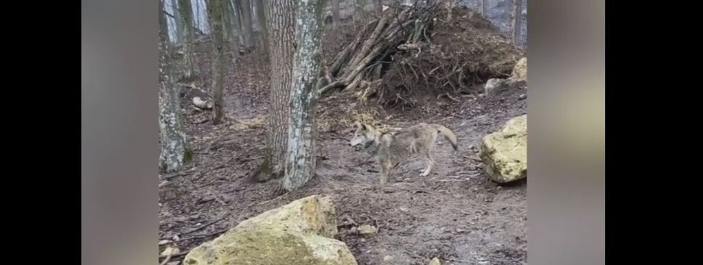 Вовк, якого господарі вважали собакою, переїхав з Чернігова до Хмельницької області