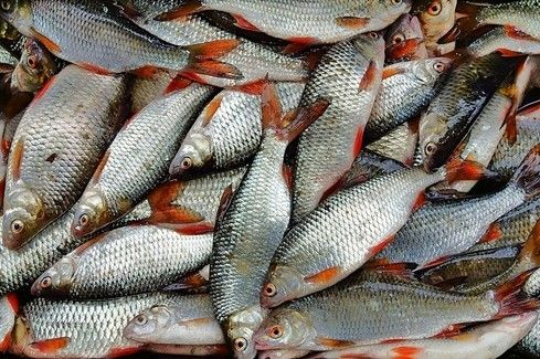 У 2020 році промислові рибалки Чернігівщини виловили понад 55 тонн водних біоресурсів