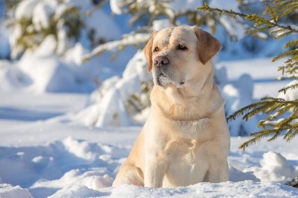 Як вигулювати собаку у мороз: поради ветеринара