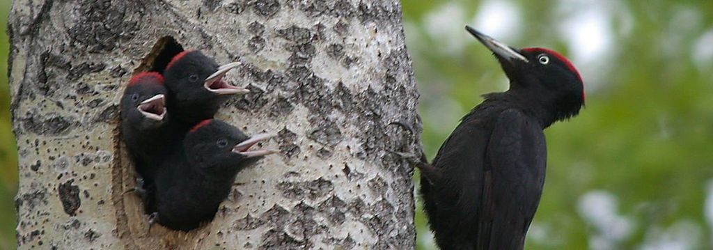Які у чернігівській Ялівщині живуть птахи? Заповідник порахував