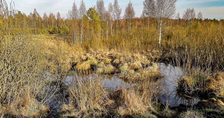 Заплаву річки Убідь і Тупичівське болото оберігатимуть на Чернігівщині