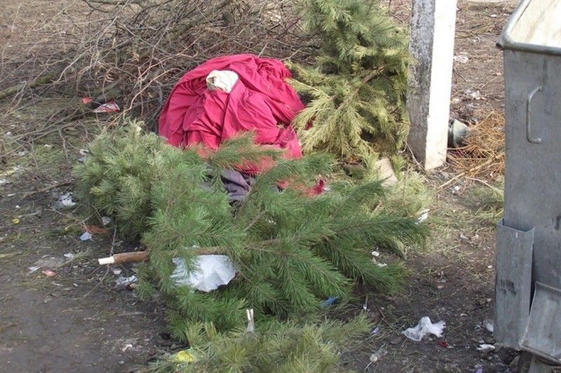 Сіверяни почали викидати новорічні деревця на смітник