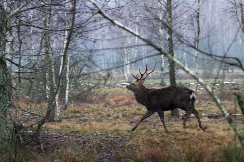 В лісах Чернігівщини можна зустріти шотландського бика