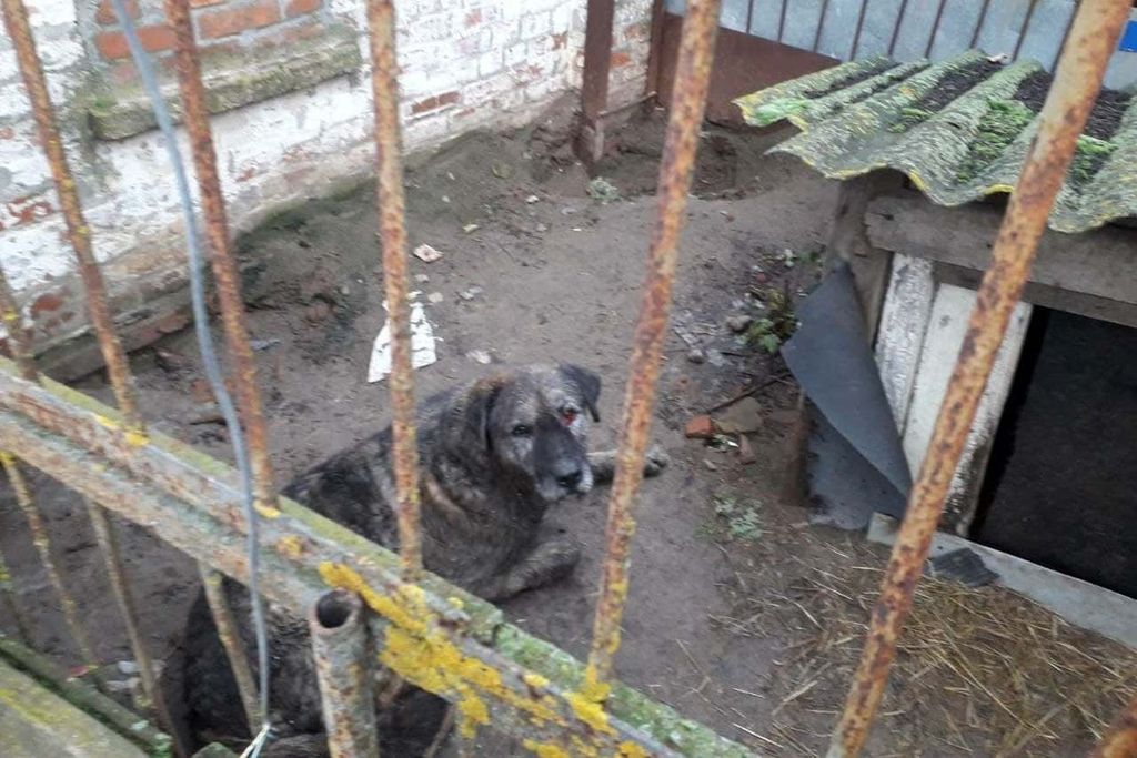 Сторожовий пес одного з підприємств Чернігова опинився під бетонними плитами: охоронці викликали рятувальників
