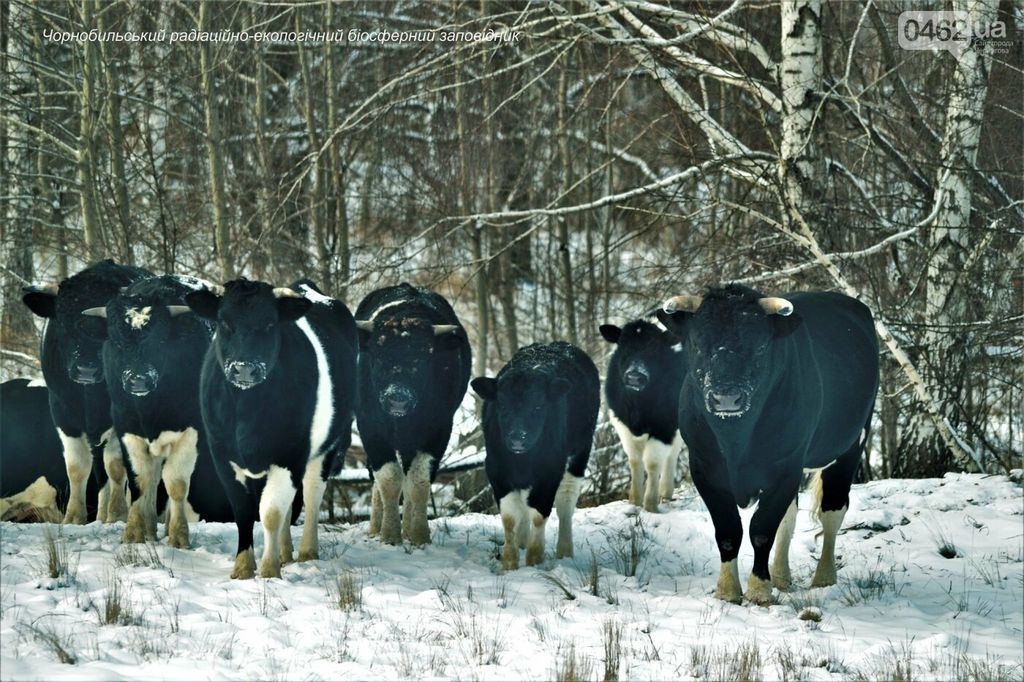 «Природа настільки очистилася…» У Чорнобильській зоні виявили стадо диких корів