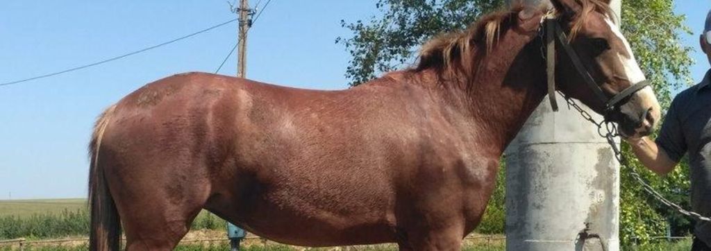 Житель Чернігова вкрав коня у селі у Ріпкинському районі