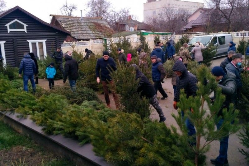 Чернігівські лісівники продали більше 2 тисяч новорічних дерев