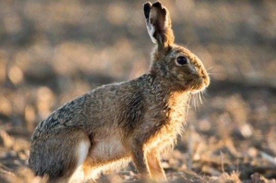 На Чернігівщині через мінеральні добрива вимирають зайці