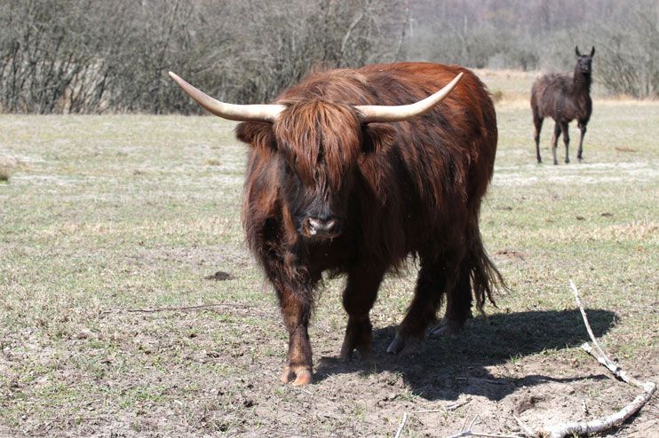 В лісах Чернігівщини можна зустріти шотландського бика