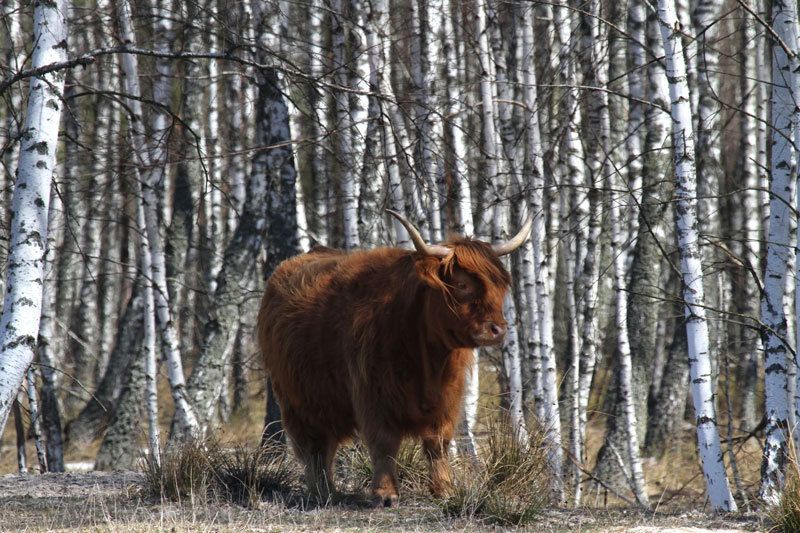 Круторогий символ року з іншого кінця Європи: шотландські бики живуть в лісах Чернігівщини