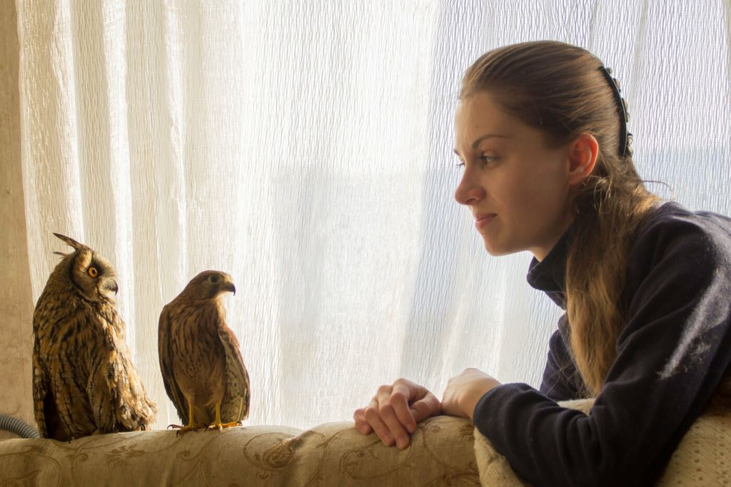 Врятувати вухасту сову: чернігівська історія