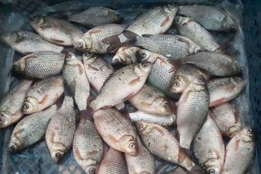 Чернігівський рибоохоронний патруль викрив 35 порушень правил рибальства