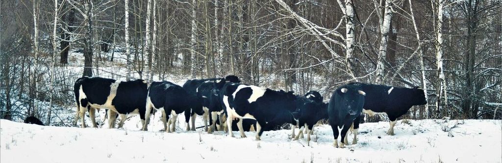 «Природа настільки очистилася…» У Чорнобильській зоні виявили стадо диких корів