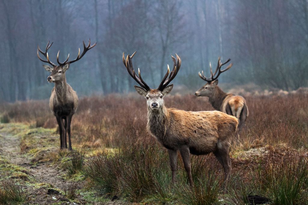Круторогий символ року з іншого кінця Європи: шотландські бики живуть в лісах Чернігівщини
