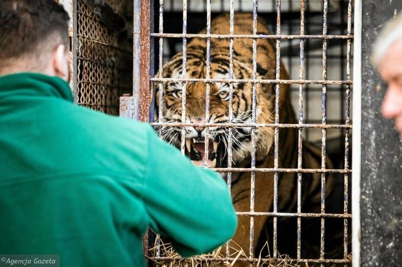 В Менському зоопарку тигр насмерть загриз працівника